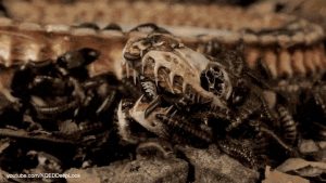 Buy Dermestid Beetle Colony