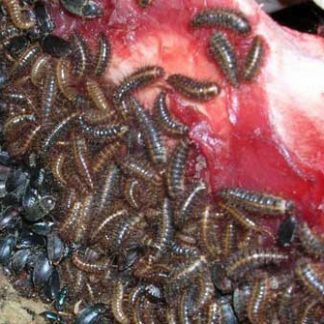Premium Dermestid Beetle Colonies By Dermestid BeetleWorks™