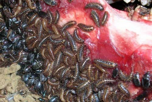 how to care for dermestid beetles